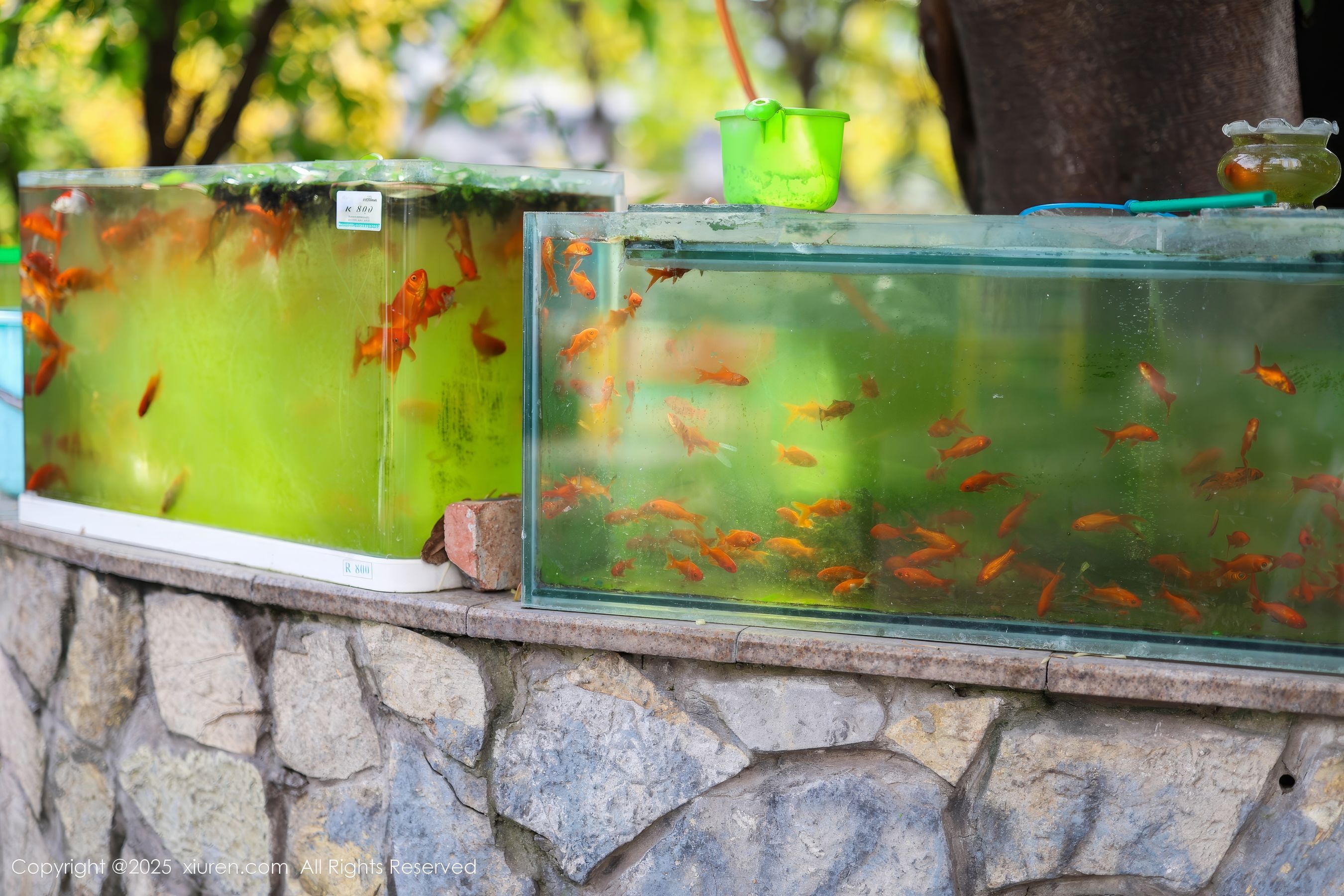 [秀人XiuRen] 2025.05.08 No.10247 茂木希子