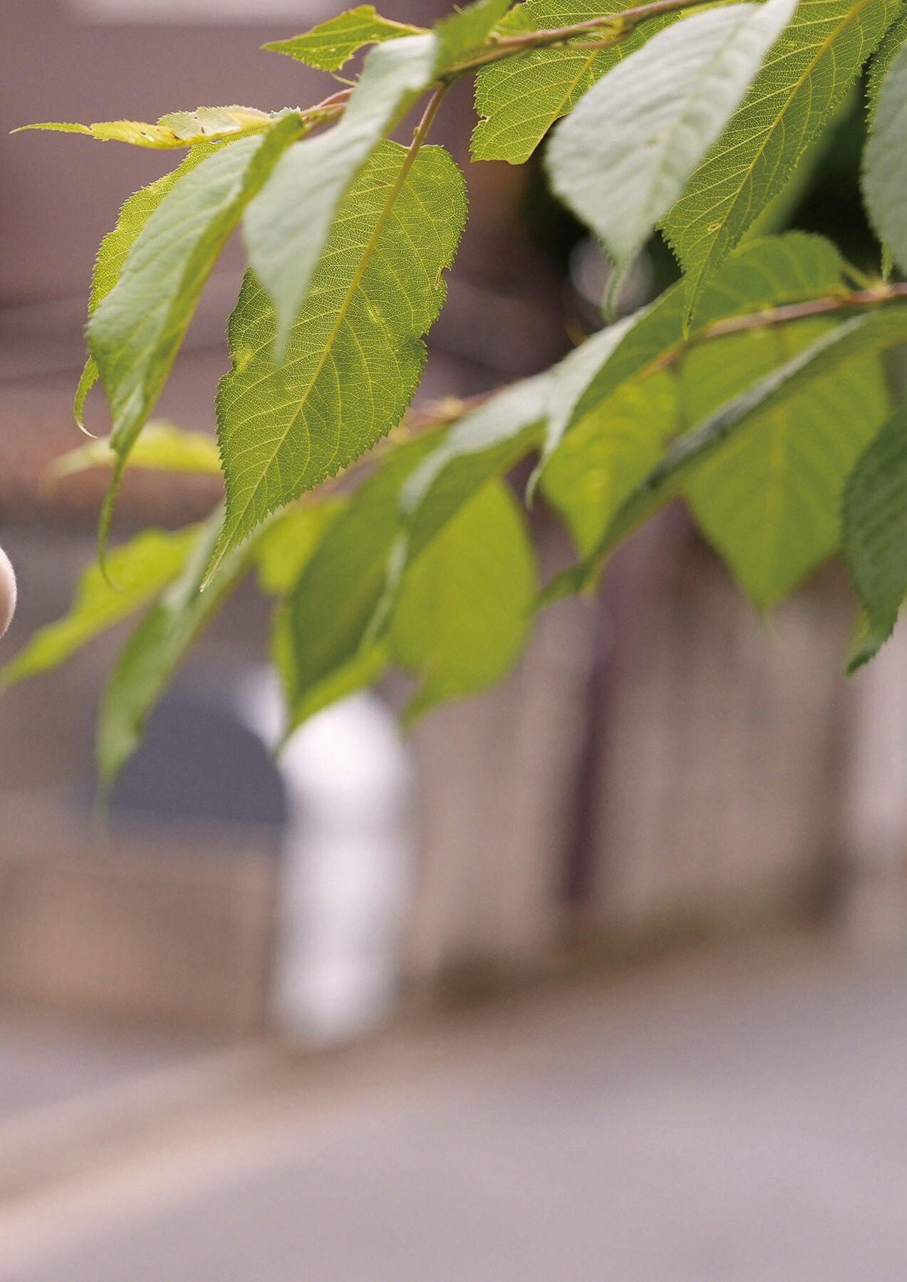 白濱美兎 - 忘れられない恋の味